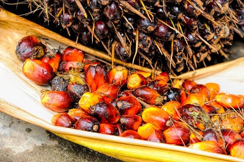 olio di palma frutti